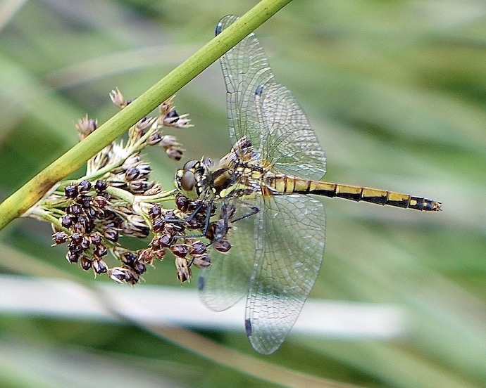 black darter